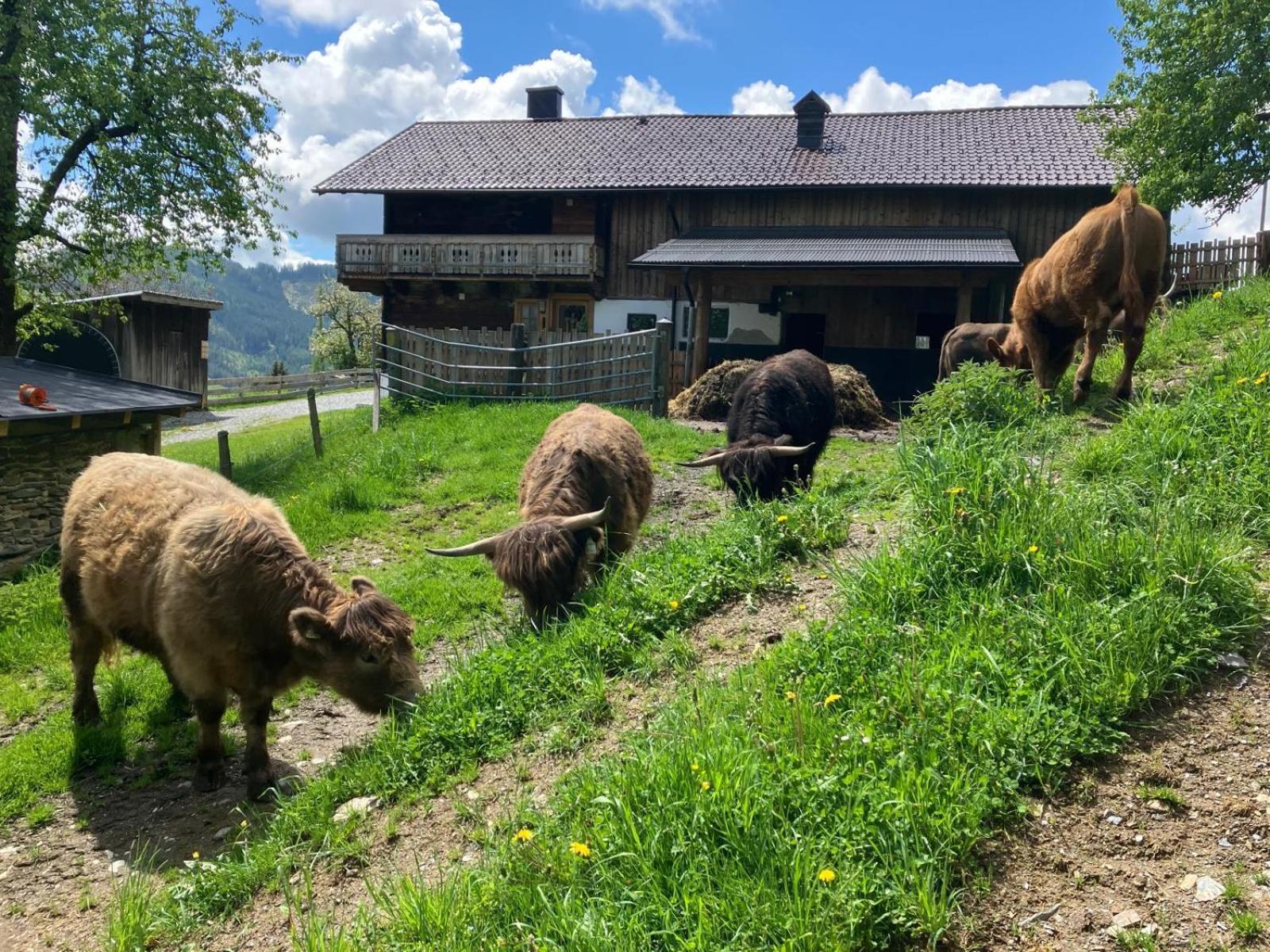 Landhaus Hochkoenig Mühlbach am Hochkönig 外观 照片